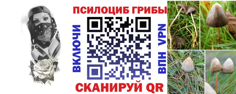 mega как зайти  Волгоград  Псилоцибиновые грибы мицелий 